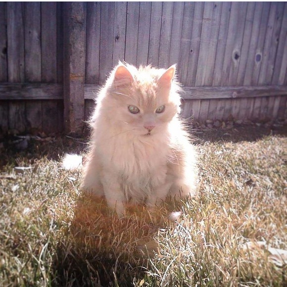 Meet Poshers, Kate & Damian Kitty 💕✨🐱🐾 - Picture 5 of 16